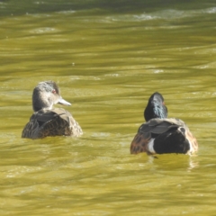 Anas castanea (Chestnut Teal) at Tasman National Park - 16 Mar 2023 by HelenCross