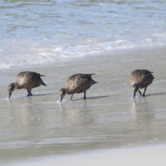 Anas gracilis (Grey Teal) at Tasman National Park - 16 Mar 2023 by HelenCross