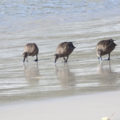 Anas gracilis at Tasman National Park - 16 Mar 2023