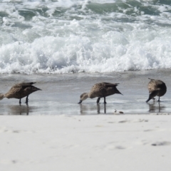 Anas gracilis at Tasman National Park - 16 Mar 2023