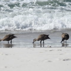 Anas gracilis at Tasman National Park - 16 Mar 2023 03:27 PM
