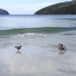 Anas gracilis at Tasman National Park - 16 Mar 2023