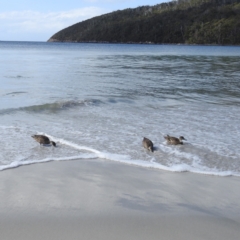 Anas gracilis at Tasman National Park - 16 Mar 2023