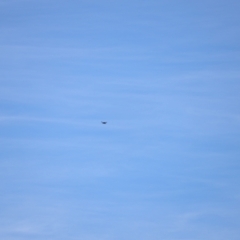 Aquila audax (Wedge-tailed Eagle) at Namadgi National Park - 18 Mar 2023 by JimL