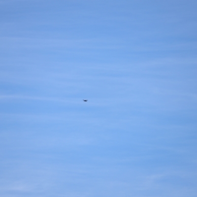 Aquila audax (Wedge-tailed Eagle) at Rendezvous Creek, ACT - 18 Mar 2023 by JimL