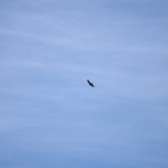 Aquila audax at Rendezvous Creek, ACT - 18 Mar 2023