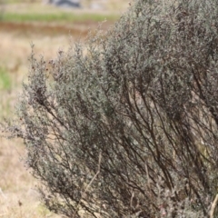 Leptospermum myrtifolium (Myrtle Teatree) at Rendezvous Creek, ACT - 18 Mar 2023 by JimL