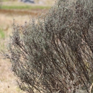 Leptospermum myrtifolium at Rendezvous Creek, ACT - 18 Mar 2023