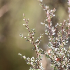 Leptospermum myrtifolium at Rendezvous Creek, ACT - 18 Mar 2023