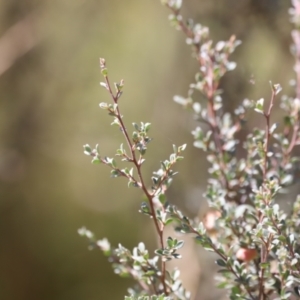 Leptospermum myrtifolium at Rendezvous Creek, ACT - 18 Mar 2023