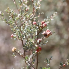 Leptospermum myrtifolium at Rendezvous Creek, ACT - 18 Mar 2023