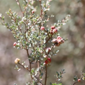 Leptospermum myrtifolium at Rendezvous Creek, ACT - 18 Mar 2023