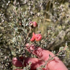 Leptospermum myrtifolium at Rendezvous Creek, ACT - 18 Mar 2023