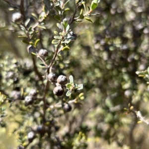 Leptospermum myrtifolium at Rendezvous Creek, ACT - 18 Mar 2023