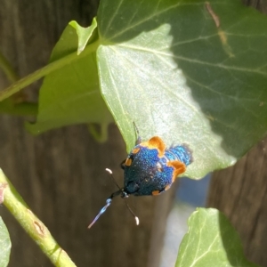 Cebysa leucotelus at Fadden, ACT - suppressed