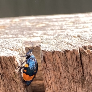 Cebysa leucotelus at suppressed - 18 Mar 2023