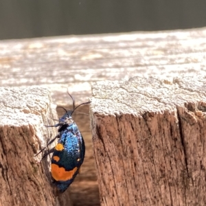 Cebysa leucotelus at Fadden, ACT - 18 Mar 2023