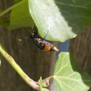 Cebysa leucotelus at Fadden, ACT - 18 Mar 2023