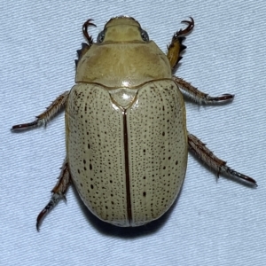 Anoplognathus pallidicollis at Jerrabomberra, NSW - 18 Mar 2023