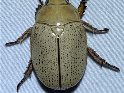 Anoplognathus pallidicollis (Cashew beetle) at Jerrabomberra, NSW - 18 Mar 2023 by SteveBorkowskis