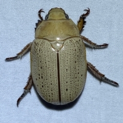 Anoplognathus pallidicollis (Cashew beetle) at Jerrabomberra, NSW - 18 Mar 2023 by Steve_Bok