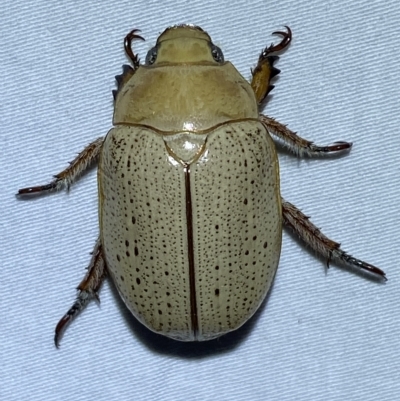 Anoplognathus pallidicollis (Cashew beetle) at Jerrabomberra, NSW - 18 Mar 2023 by SteveBorkowskis