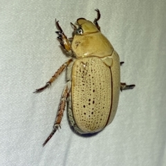 Anoplognathus pallidicollis at Jerrabomberra, NSW - 18 Mar 2023