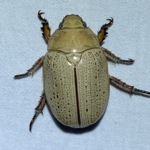 Anoplognathus pallidicollis at Jerrabomberra, NSW - 18 Mar 2023