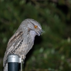 Podargus strigoides (Tawny Frogmouth) at Acton, ACT - 18 Mar 2023 by pjpiper