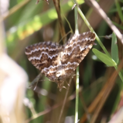 Chrysolarentia heliacaria (Heliacaria Carpet) at Rendezvous Creek, ACT - 18 Mar 2023 by JimL