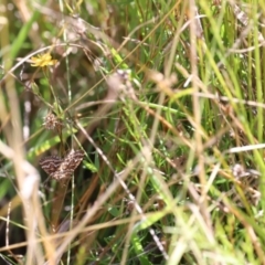 Chrysolarentia heliacaria at Namadgi National Park - 18 Mar 2023