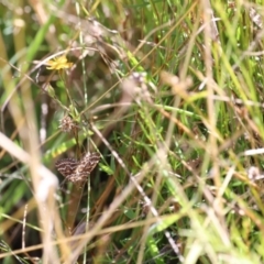 Chrysolarentia heliacaria at Namadgi National Park - 18 Mar 2023
