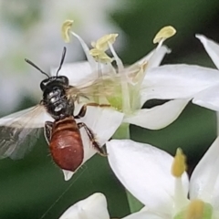 Exoneura sp. (genus) (A reed bee) at Dulwich Hill, NSW - 17 Mar 2023 by JudeWright