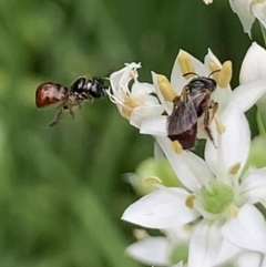 Exoneura sp. (genus) at Dulwich Hill, NSW - suppressed