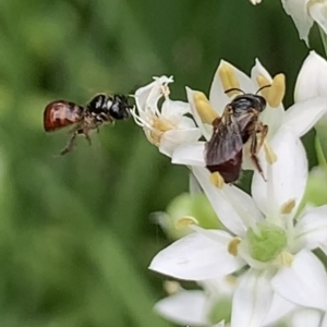 Exoneura sp. (genus) at Dulwich Hill, NSW - suppressed