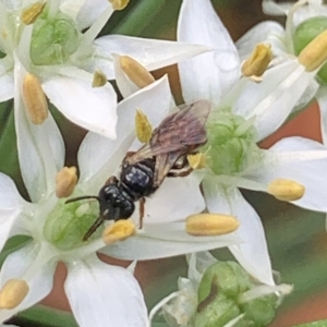 Exoneura sp. (genus) at Dulwich Hill, NSW - suppressed