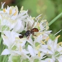 Exoneura sp. (genus) at Dulwich Hill, NSW - suppressed