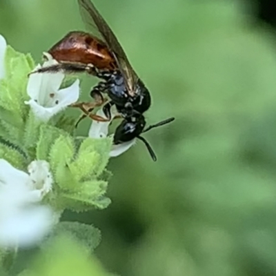 Exoneura sp. (genus) (A reed bee) at Dulwich Hill, NSW - 18 Mar 2023 by JudeWright