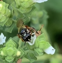 Exoneura sp. (genus) at Dulwich Hill, NSW - 18 Mar 2023