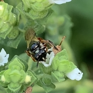 Exoneura sp. (genus) at Dulwich Hill, NSW - suppressed