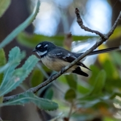 Rhipidura albiscapa (Grey Fantail) at Penrose - 18 Mar 2023 by Aussiegall