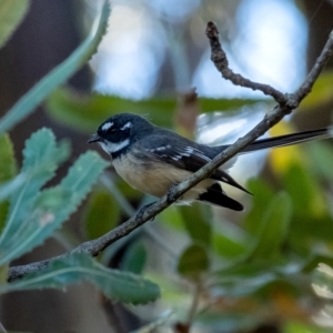 Rhipidura albiscapa at Penrose, NSW - 18 Mar 2023 05:25 PM