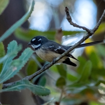 Rhipidura albiscapa (Grey Fantail) at Penrose - 18 Mar 2023 by Aussiegall