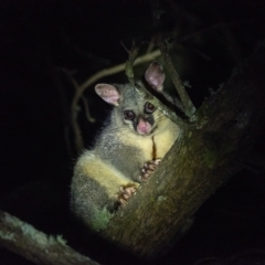 Trichosurus vulpecula (Common Brushtail Possum) at Wingecarribee Local Government Area - 16 Mar 2023 by Aussiegall