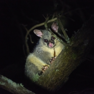Trichosurus vulpecula (Common Brushtail Possum) at Wingecarribee Local Government Area - 16 Mar 2023 by Aussiegall