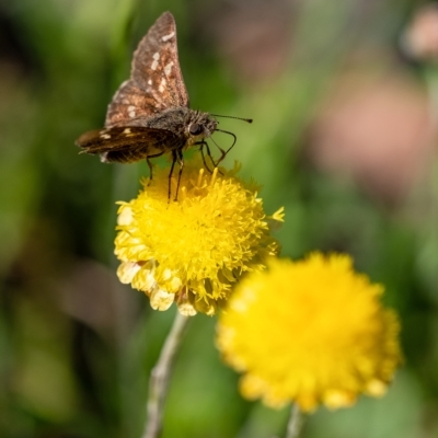 Pasma tasmanica (Two-spotted Grass-skipper) at Penrose - 18 Mar 2023 by Aussiegall