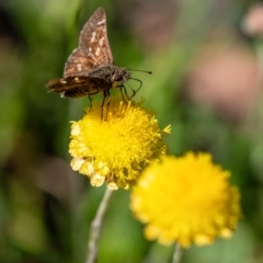 Pasma tasmanica (Two-spotted Grass-skipper) at Penrose, NSW - 18 Mar 2023 by Aussiegall