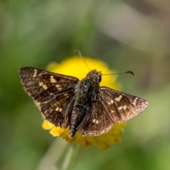 Pasma tasmanica at Penrose, NSW - suppressed