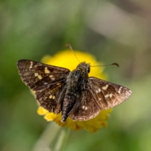 Pasma tasmanica at suppressed - 18 Mar 2023