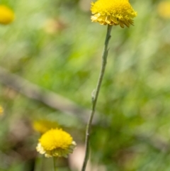 Coronidium scorpioides (Button Everlasting) at Wingecarribee Local Government Area - 18 Mar 2023 by Aussiegall